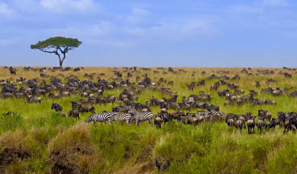 African Safari